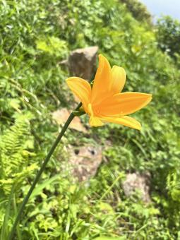 花 花の写真