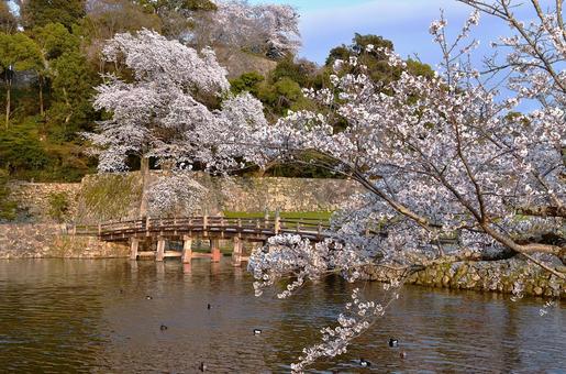 彦根城 城,彦根,彦根城の写真素材