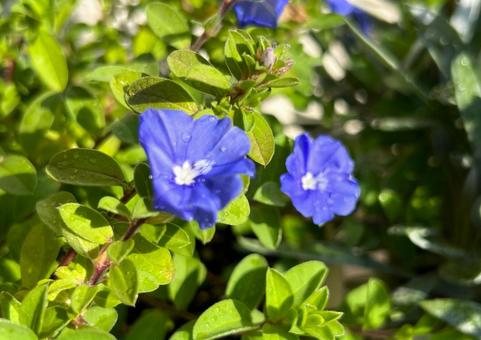 庭のアメリカンブルー 庭のアメリカンブルー アメリカンブルー,花,アップの写真素材