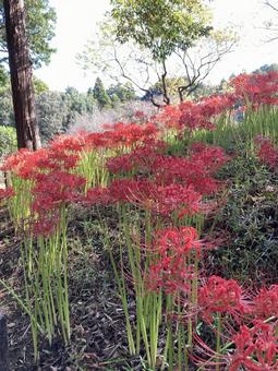 初秋に一斉に咲き始めた彼岸花 初秋に一斉に咲き始めた彼岸花 彼岸花,曼珠沙華,赤の写真素材