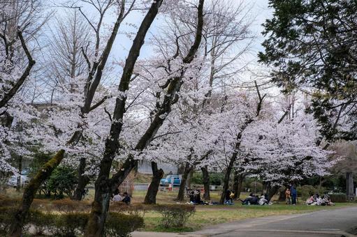 Cherry blossoms at Bessho Numa Park, JPG