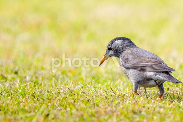 地面を歩くムクドリ・コピースペース ムクドリ,椋鳥,野鳥の写真素材