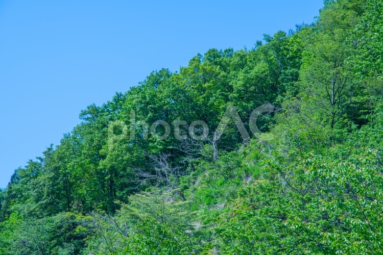 新緑の山里 新緑,若葉,林の写真素材