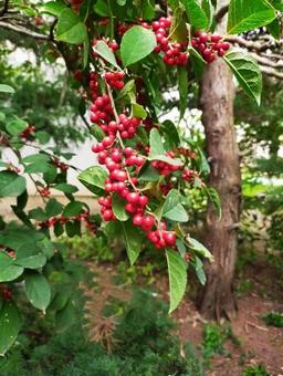 庭の実 庭の実の写真