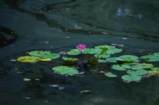 Photo, water lily, water surface, pink flowers, 