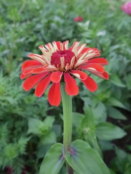 Zinnia Gorgeous Summer Flowers, JPG