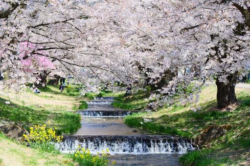 観音寺川の桜並木 観音寺川の桜並木 桜,さくら,ソメイヨシノの写真素材