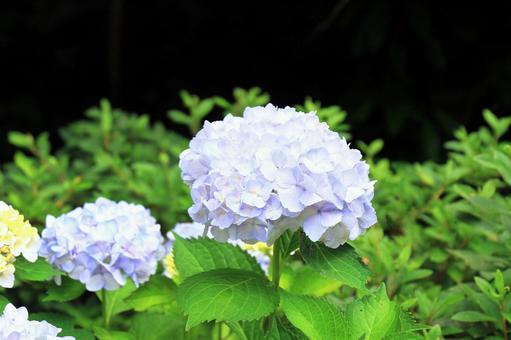 白い紫陽花 白い紫陽花 紫陽花,白,梅雨の写真素材