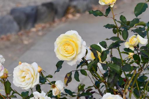 黄色い薔薇 黄色い薔薇の写真