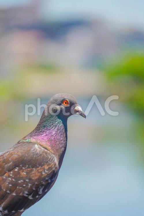 ハトのクローズアップのイメージ ハト,鳥,クローズアップの写真素材