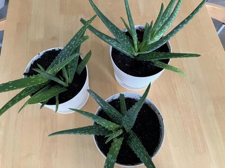 アロエ アロエ,自然栽培,趣味の写真素材