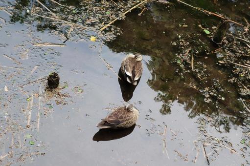 A pair of sleeping mallard ducks, JPG A pair of sleeping mallard ducks, JPG