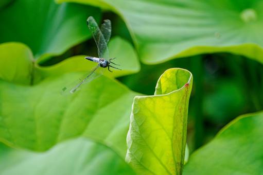 Photo, dragonfly, shicharatombo, insect, 