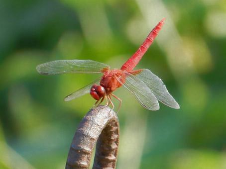 [Insect photo] Scarlet dragonfly (male), JPG