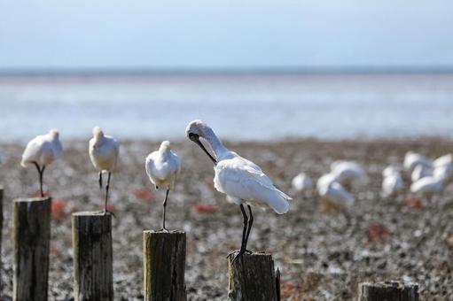 干潟の杭で休むクロツラヘラサギ ヘラサギ,クロツラヘラサギ,黒面箆鷺の写真素材