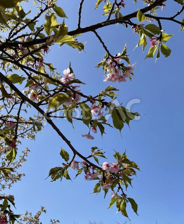 桜〜晴れの日〜 桜,開花,晴れの写真素材