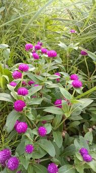 暑さに負けず晩秋まで咲く千日紅 千日紅,花,暑さに強いの写真素材