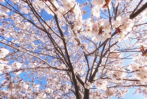 桜 桜,花,サクラの写真素材