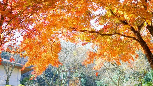 紅葉のグラデーション 紅葉のグラデーションの写真