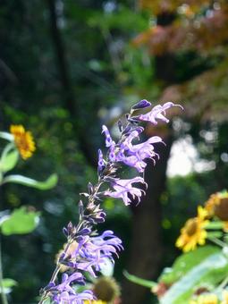 公園の花壇に咲くメドーセージの花 公園の花壇に咲くメドーセージの花の写真