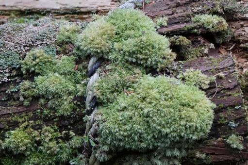 苔 苔の写真
