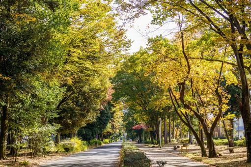 紅葉した並木道 秋,紅葉,風景の写真素材