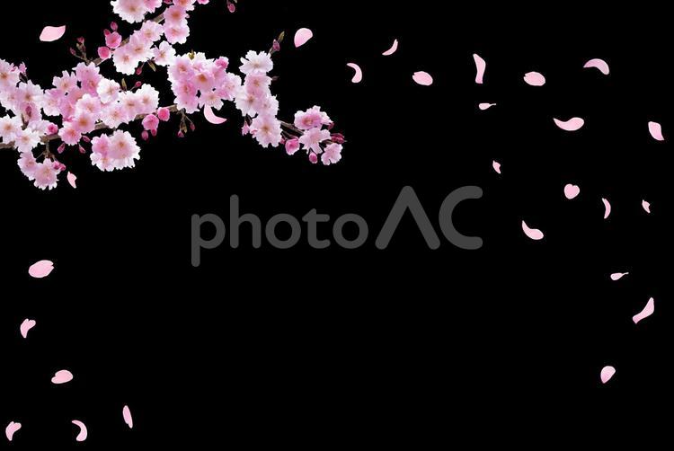 黒背景にピンクの桜　舞い散る花びら 桜,花,春の写真素材