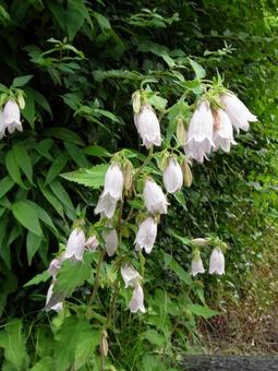 Bellflowers blooming in a row along a roadside in the suburbs, JPG