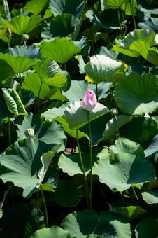 ［神奈川県鎌倉市］源平池｜鶴岡八幡宮 鎌倉,鶴岡八幡宮,源平池の写真素材
