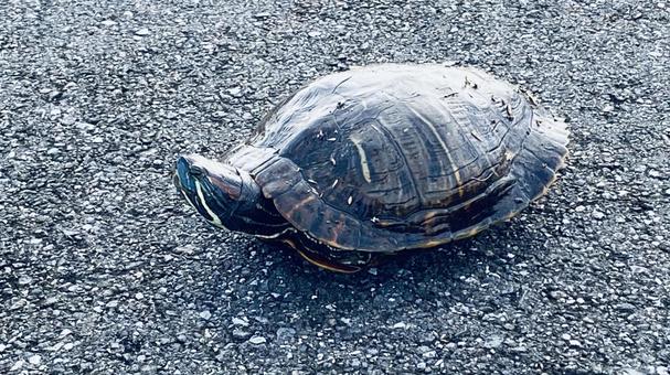 道路に出てきた亀 道路に出てきた亀の写真