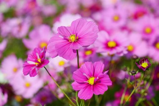 コスモス畑の秋桜  コスモス,秋桜,花の写真素材