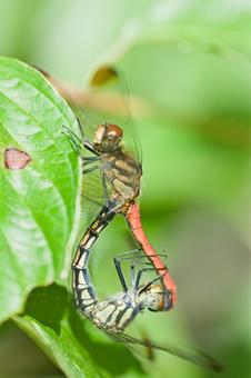 トンボの交尾の写真