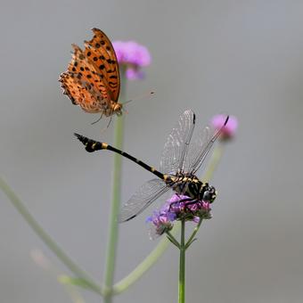 ツマグロヒョウモン ツマグロヒョウモン,蝶,チョウの写真素材
