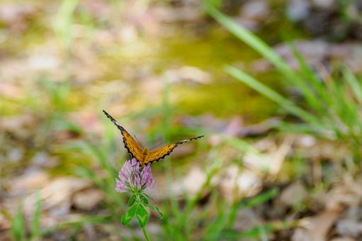 ツマグロヒョウモン(76)の写真