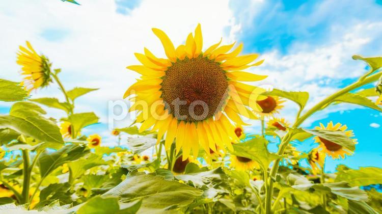 ひまわり 畑,酷暑,花の写真素材