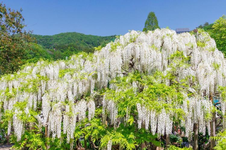 あしかがフラワーパークの白藤 藤,ふじのはな物語,大藤の写真素材