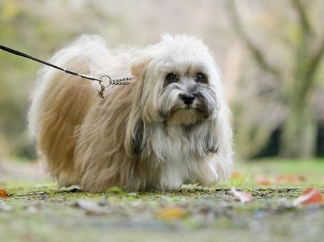 ハバニーズのポートレート 犬,ハバニーズ,純血種の写真素材