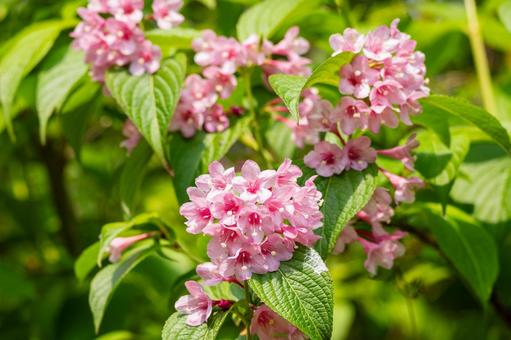 タニウツギ⑸ タニウツギ⑸ 春,花,高山植物の写真素材
