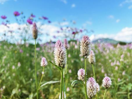 青空とノゲイトウ 空,ノゲイトウ,青空の写真素材