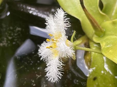 横から見たガガブタの花 横から見たガガブタの花 ガガブタ,水生植物,水草の写真素材