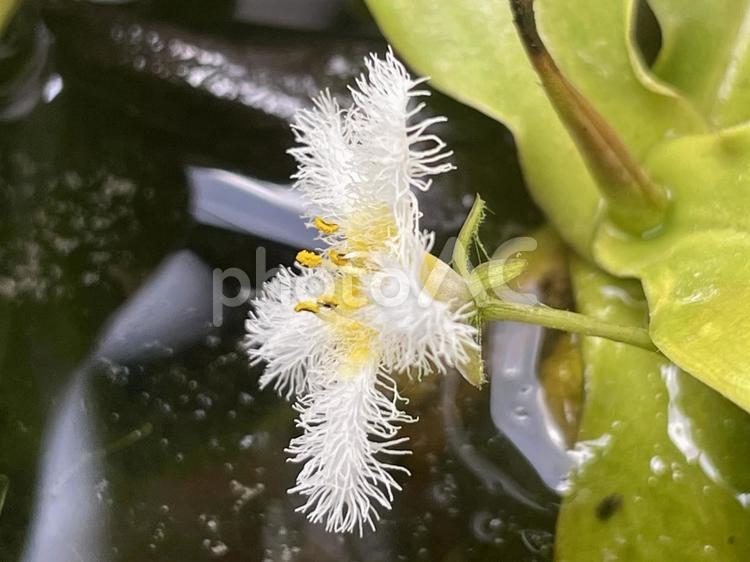 横から見たガガブタの花 ガガブタ,水生植物,水草の写真素材