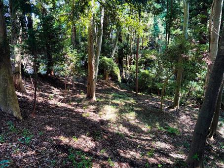 木漏れ日の差す山林の中 山林,森林,木漏れ日の写真素材