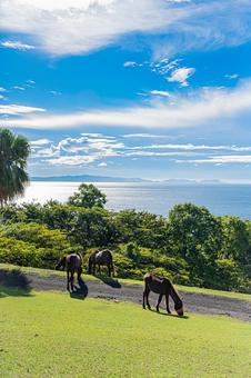 鹿児島　開聞山麓自然公園（トカラ馬牧場） 開聞山麓自然公園,トカラ馬牧場,開聞岳の写真素材