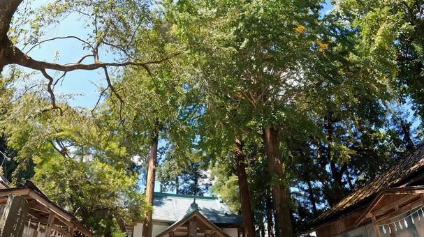 埼玉県秩父市荒川白久　白久神明社 埼玉県,秩父市,拝殿の写真素材