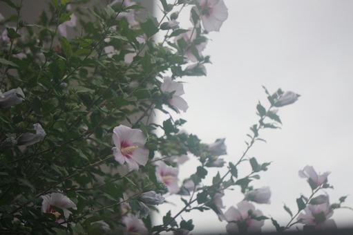 Rose of Sharon, JPG Rose of Sharon, JPG