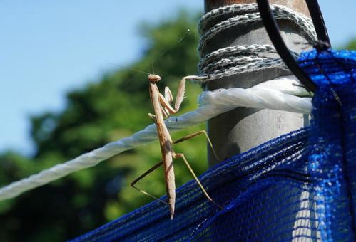 Praying mantis larvae, JPG Praying mantis larvae, JPG