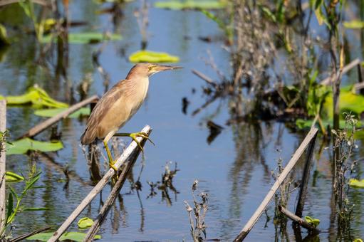 Photo, bird, yellow bittern, wild bird, 