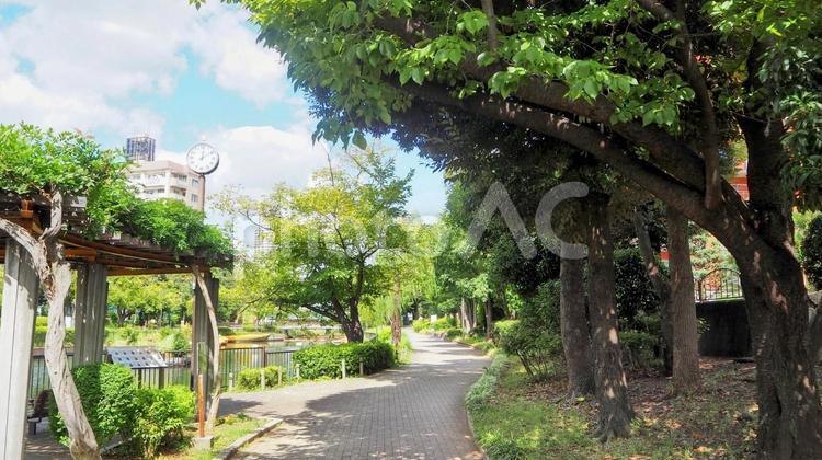 初秋の横十間川・都会のオアシス（江東区） 初秋,横十間川親水公園,東京都の写真素材