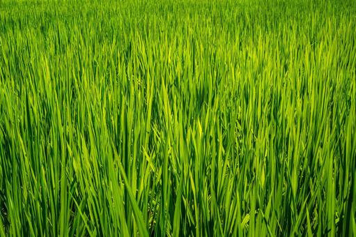 夏の稲 夏の稲の写真