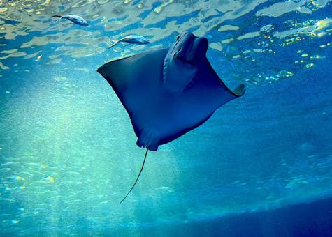 エイ エイ エイ,生き物,海の生き物の写真素材